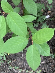 Magnoliopsida