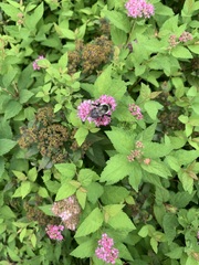 Bombus impatiens