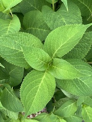 Magnoliopsida
