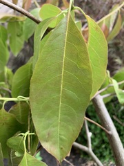 Magnoliopsida