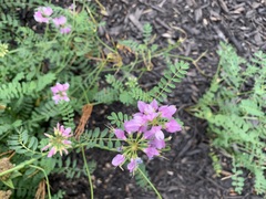 Securigera varia