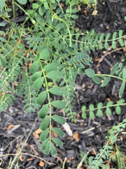 Securigera varia