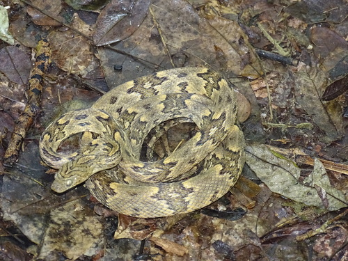Western Lyre Snake