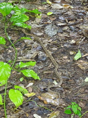 Trimorphodon biscutatus