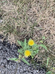 Angiospermae
