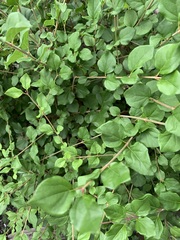 Magnoliopsida