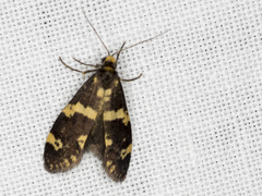 Lepidoscia tyrobathra