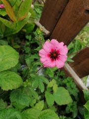 Potentilla thurberi