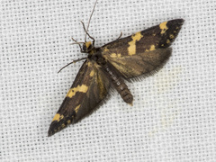 Lepidoscia tyrobathra