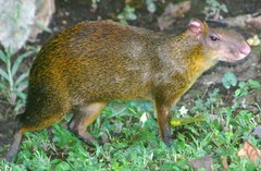 Dasyprocta variegata