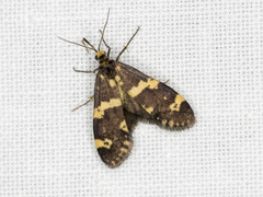 Lepidoscia tyrobathra