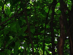 Turdus rufopalliatus