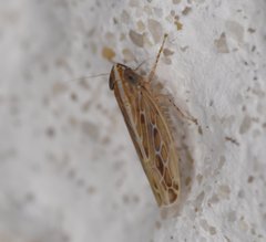 Mendozellus laredanus