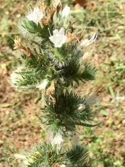 Echium italicum biebersteinii