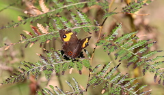 Tisiphone abeona albifascia