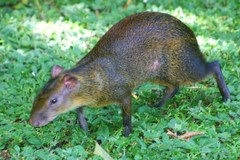 Dasyprocta variegata