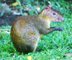 Dasyprocta variegata