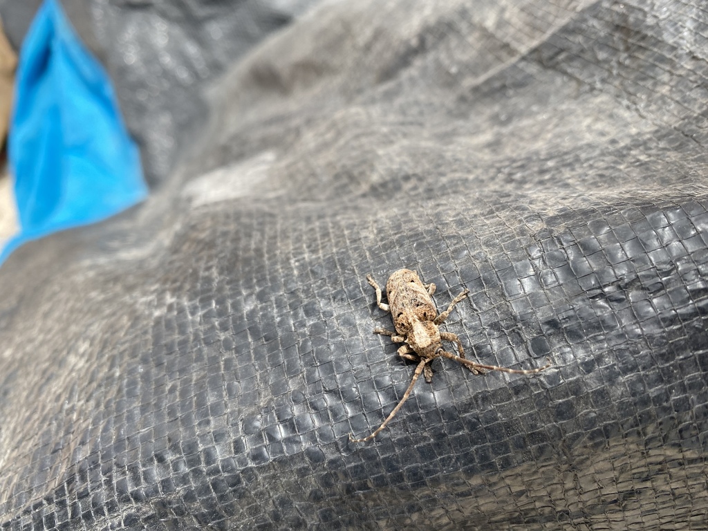 Crossotus tubericollis
