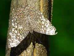 Hamadryas glauconome