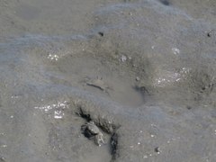 Macrophthalmus banzai