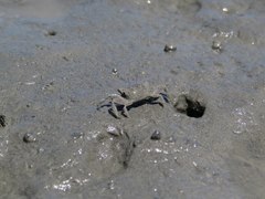 Macrophthalmus banzai