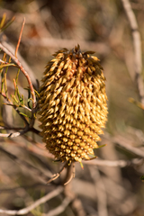 Banksia telmatiaea