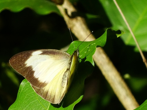Florida White