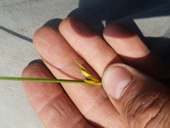 Schoenoplectus torreyi