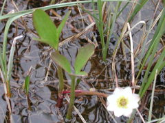 Ranunculus pallasii