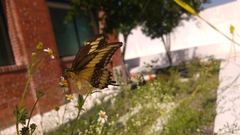 Papilio ornythion ornythion