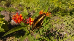 Papilio ornythion ornythion