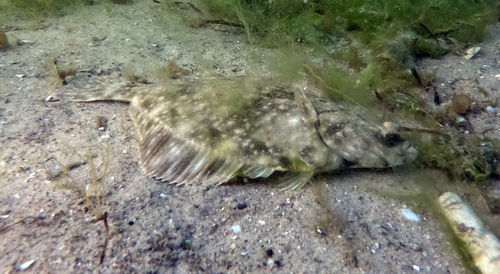 European Flounder