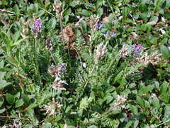 Oxytropis borealis