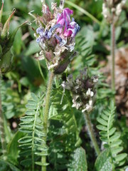 Oxytropis borealis