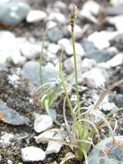 Carex rupestris