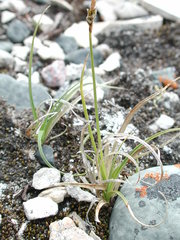 Carex rupestris
