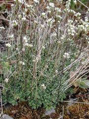 Draba lactea