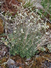 Draba lactea