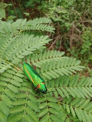 Chrysochroa rajah thailandica