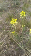 Erysimum flavum