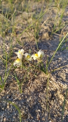 Linaria buriatica