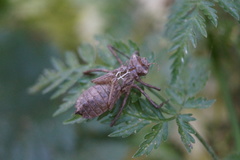 Cordulia aenea