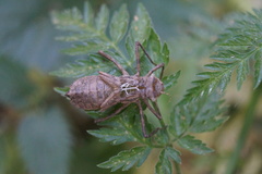 Cordulia aenea