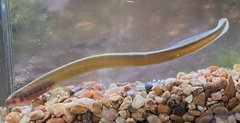 Lampetra planeri