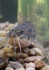 Barbatula barbatula