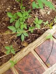 Ipomoea heptaphylla