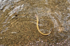Lampetra planeri