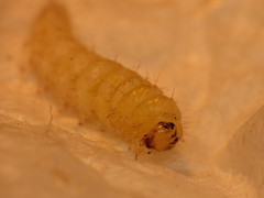Udea prunalis