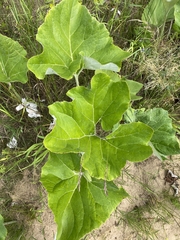 Petasites spurius