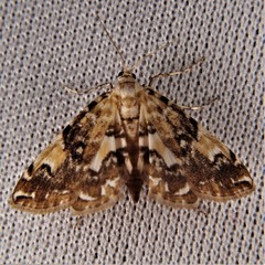 Elophila faulalis